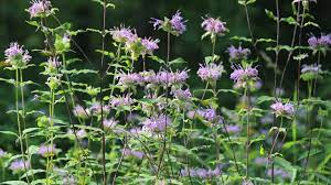 Picture of Wild Bergamot, Purple in Color and Native to Maryland